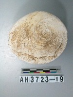 藏品(螺蓋製貝刮器)的圖片